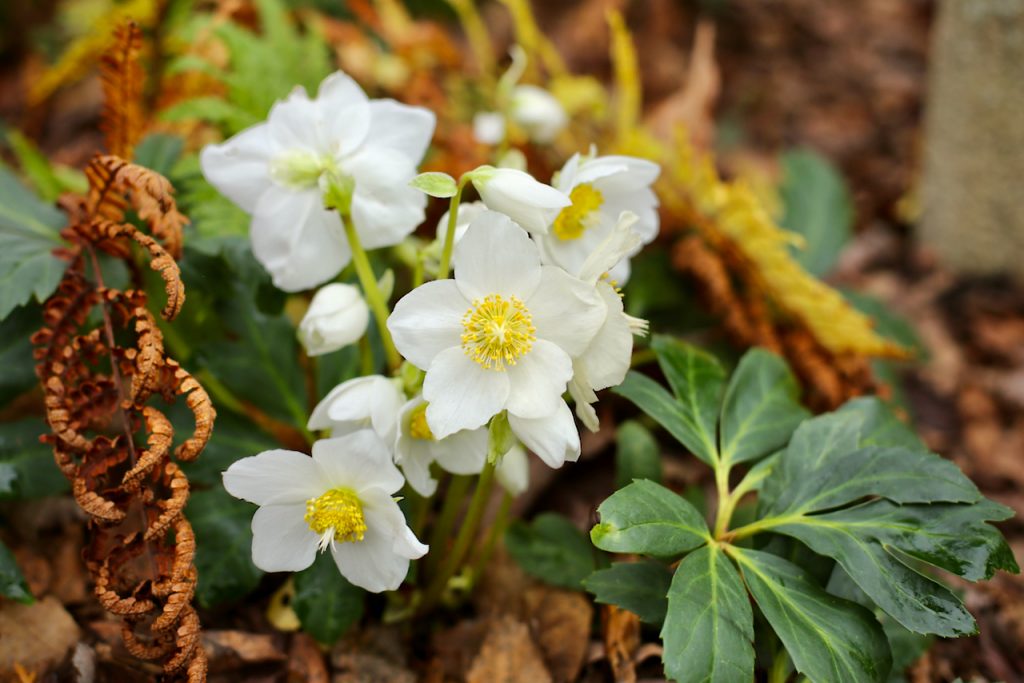 Close up of white Christmas roses or Helleborus in full bloom. Photo by Mihaela Limberea.