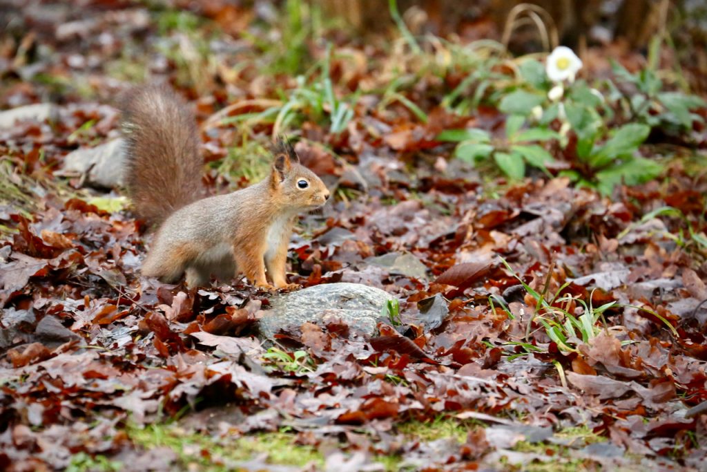 Close up of a red squirrel