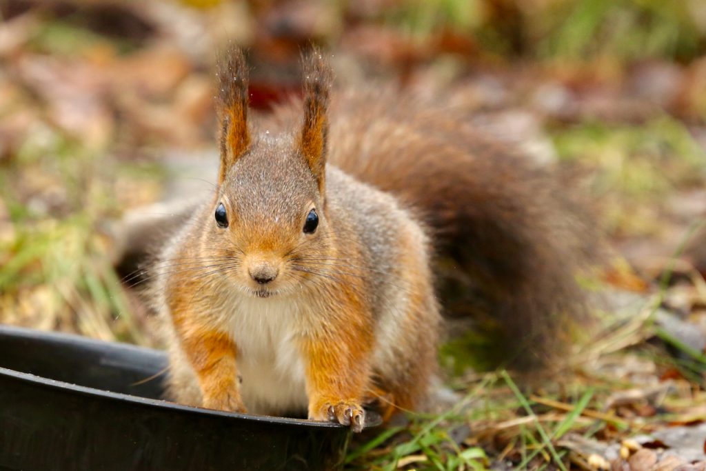 Close up of a red squirrel. Photo by Mihaela Limberea.