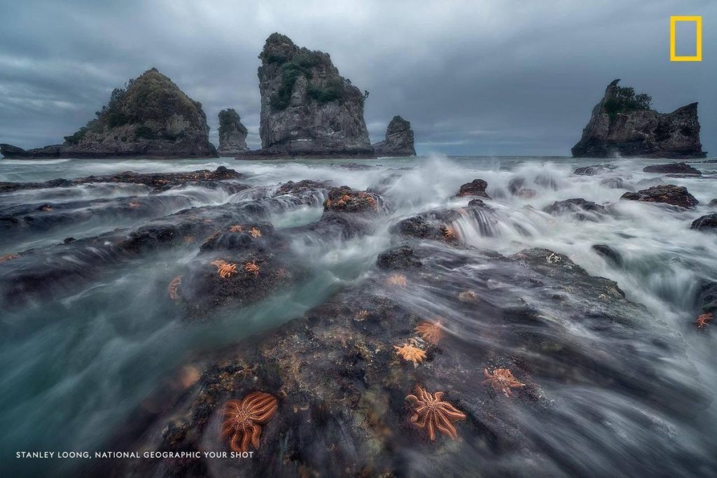 Starfish cling to rocks as the tide comes in off the coast of Greymouth, New Zealand. Photo by Stanley Loong