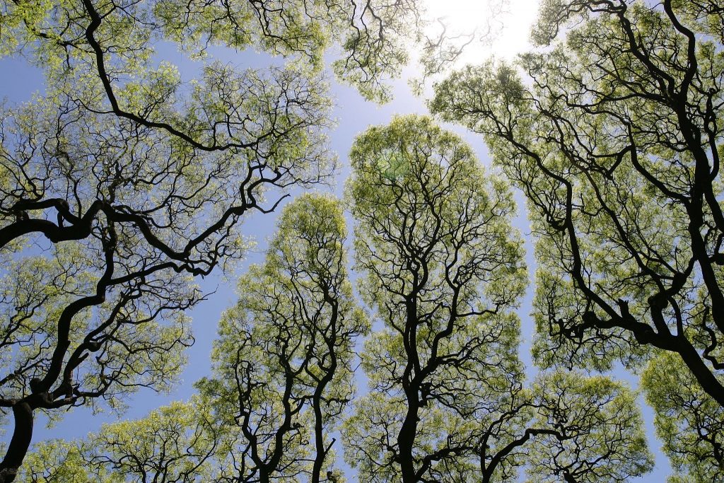 Tree crowns showing the crown shyness phenomenon. Photo by Dag Peak.