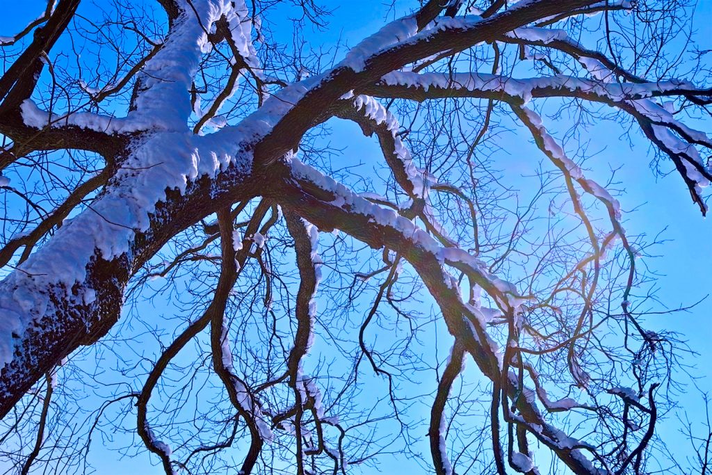 Tree branches covered in snow. Photo by Mihaela Limberea