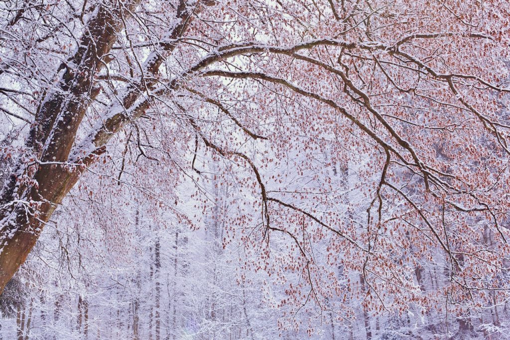 Close up of a tree in winter illustrating a quote by Albert Camus. Photo by Mihaela Limberea