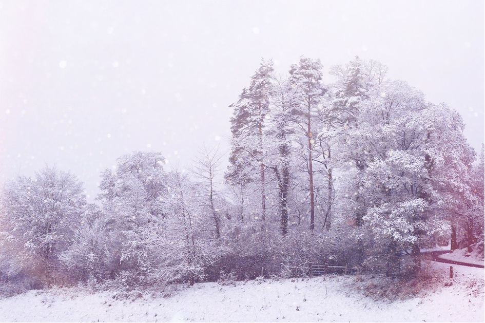 Trees covered in snow. Photo by Mihaela Limberea