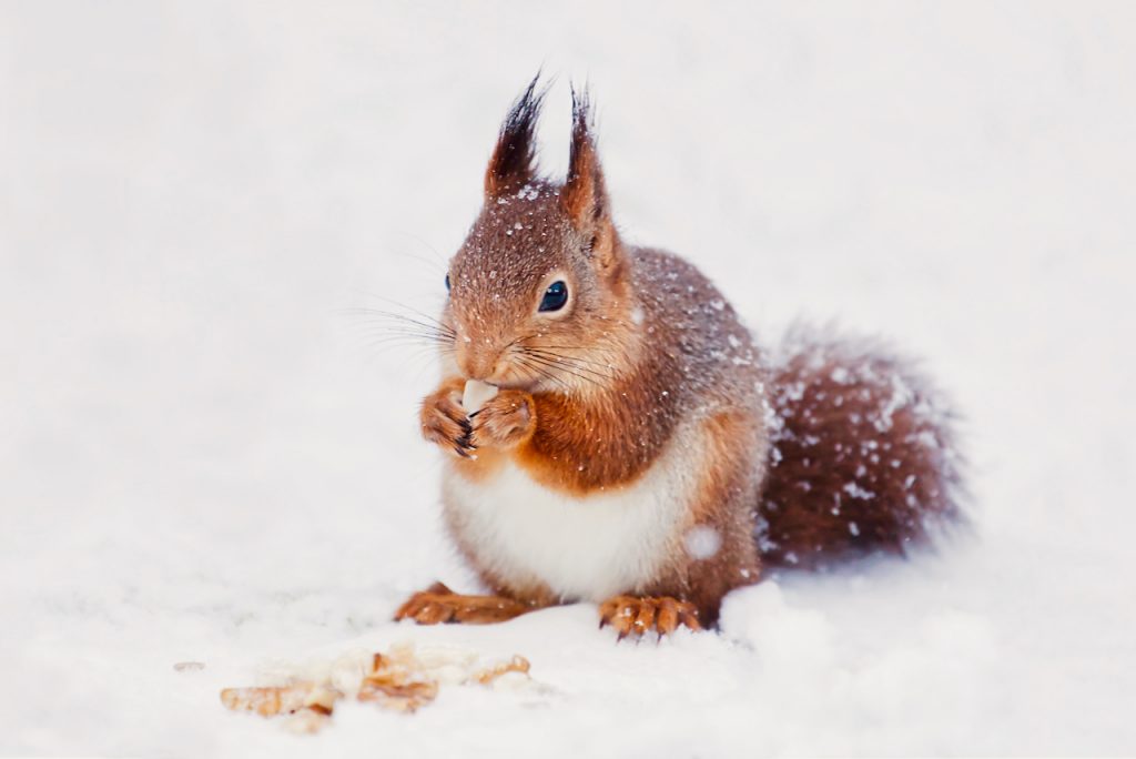 A red squirrel eating a peanut in the snow. Photo by Mihaela Limberea