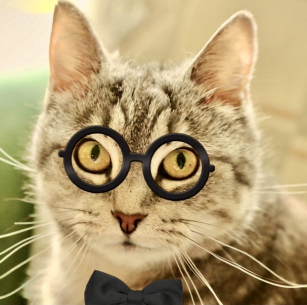 Cat with tie and glasses