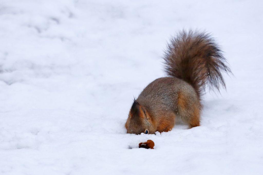A red squirrel hiding nuts in the snow.  Photo by Mihaela Limberea