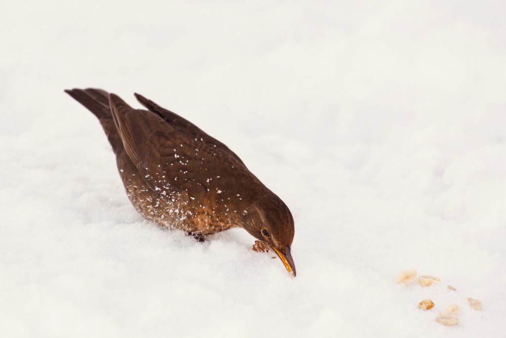 A blackbird in the snow. Photo by Mihaela Limberea