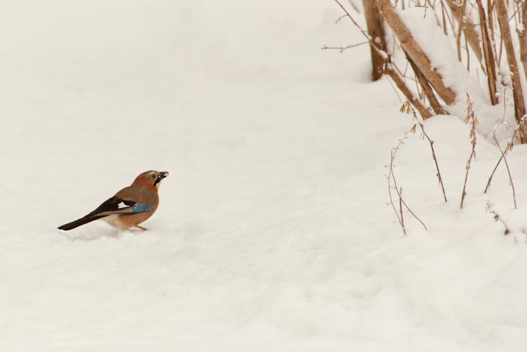 Eurasian jay in the snow. Photo by Mihaela Limberea