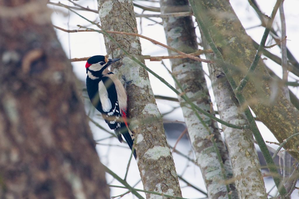 A Great Spotted Woodpecker Male. Photo by Mihaela Limberea