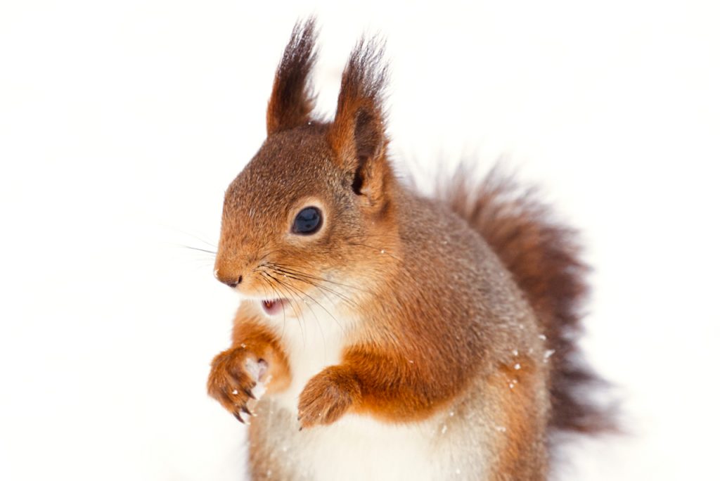 Close up of a a red squirrel. Photo by Mihaela Limberea