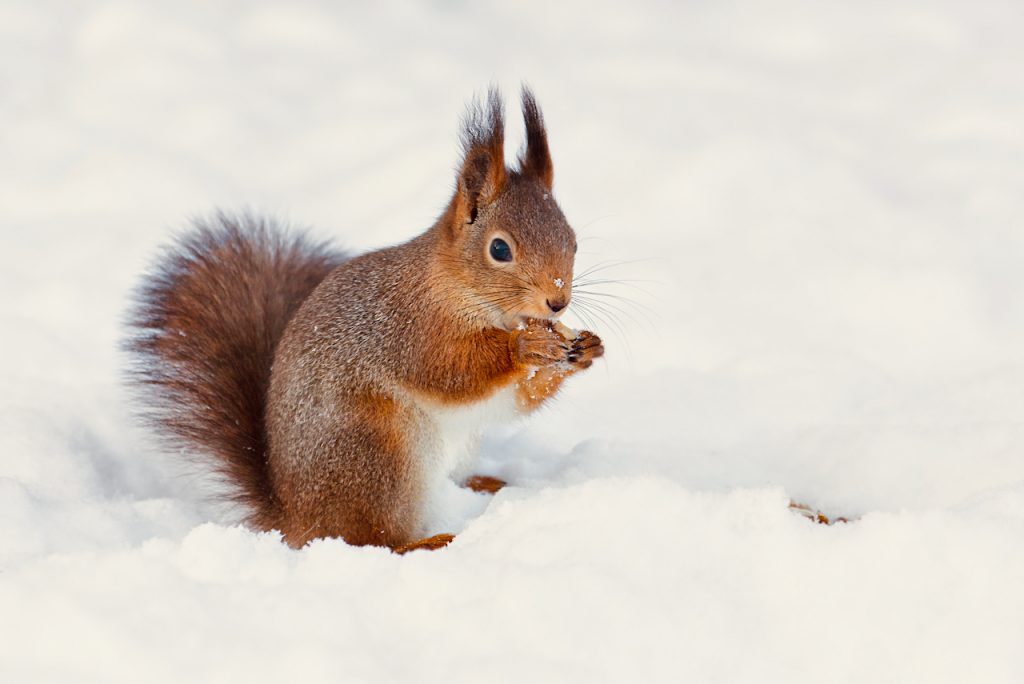 A red squirrel eating a peanut in the snow. Photo by Mihaela Limberea