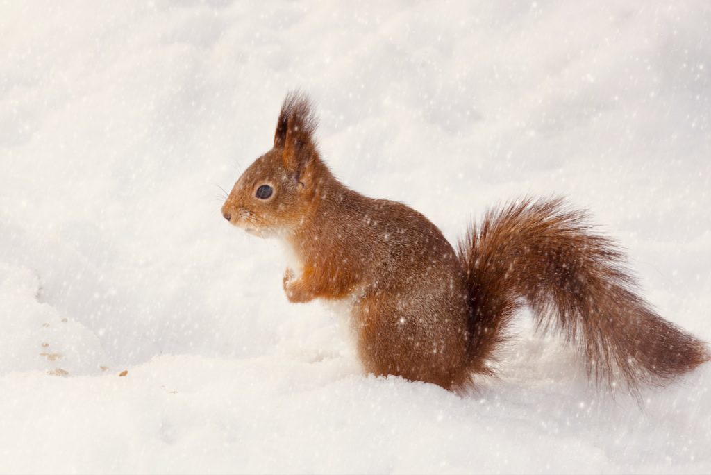 A red squirrel in the snow. Photo by Mihaela Limberea