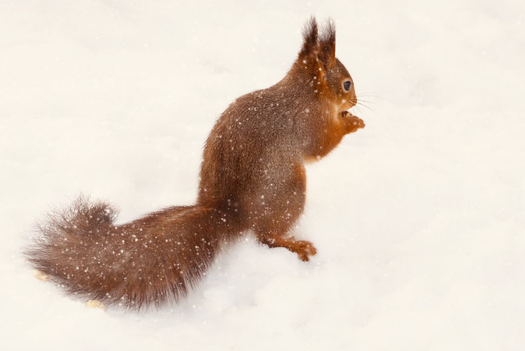 A red squirrel in the snow. Photo by Mihaela Limberea