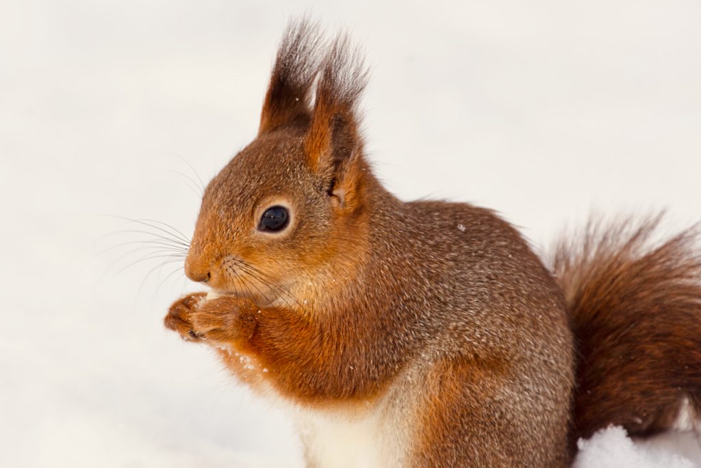 Red squirrel eating a peanut in the snow. Photo by Mihaela Limberea