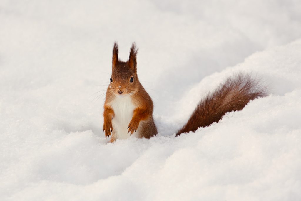 A red squirrel in the snow. Photo by Mihaela Limberea