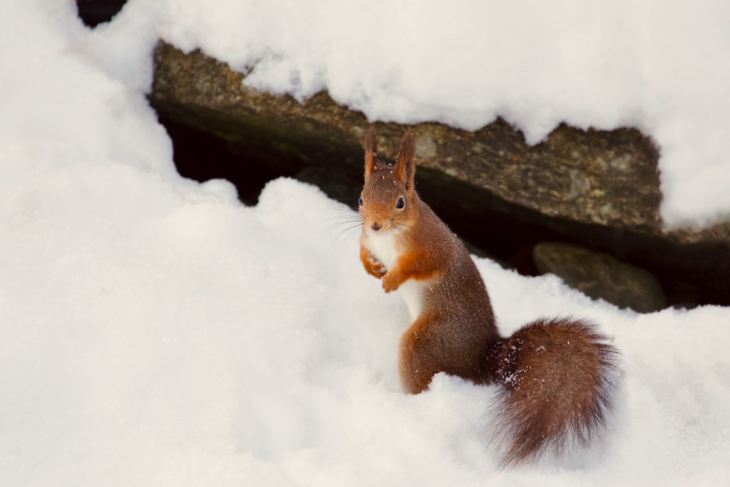 Red squirrel standing in the snow. Photo by Mihaela Limberea