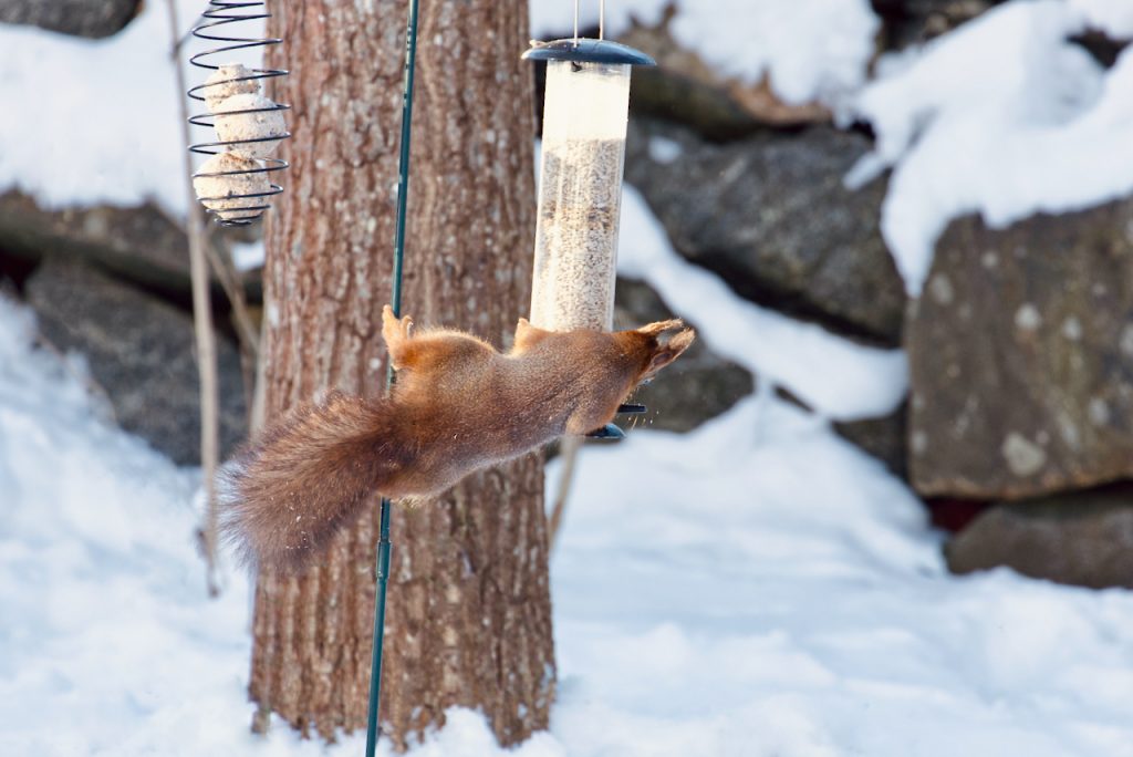 Red squirrel on a bird feeder. Photo by Mihaela Limberea