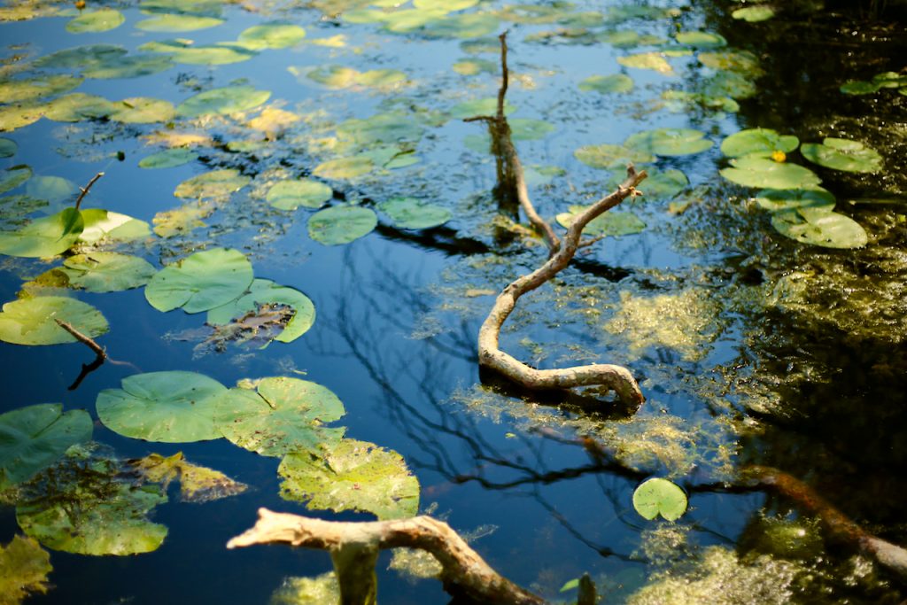 Close up of a lake with waterlilies blades. Photo by Mihaela Limberea.