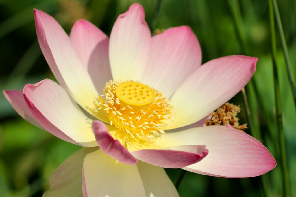 Close up of a lotus flower to illustrate compassion. Photo by Mihaela Limberea.