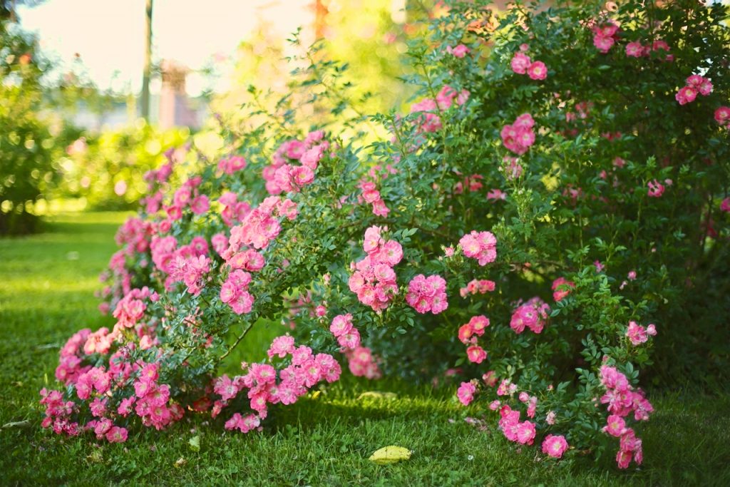 Rose blossoms, photo by Mihaela Limberea