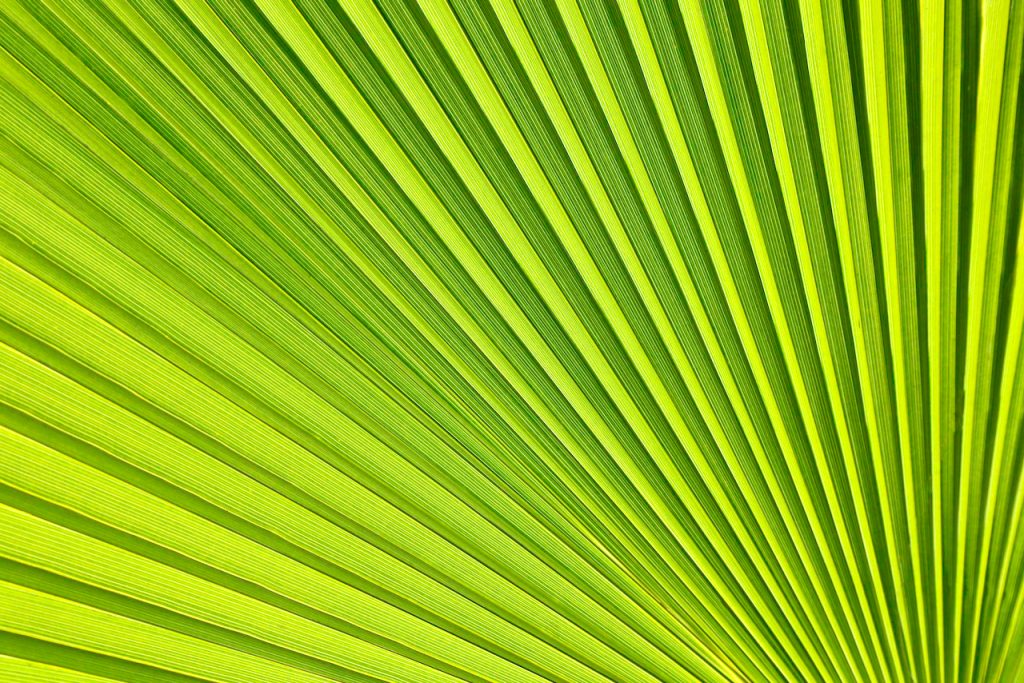 Close up of a palm leaf. Photo by Mihaela Limberea