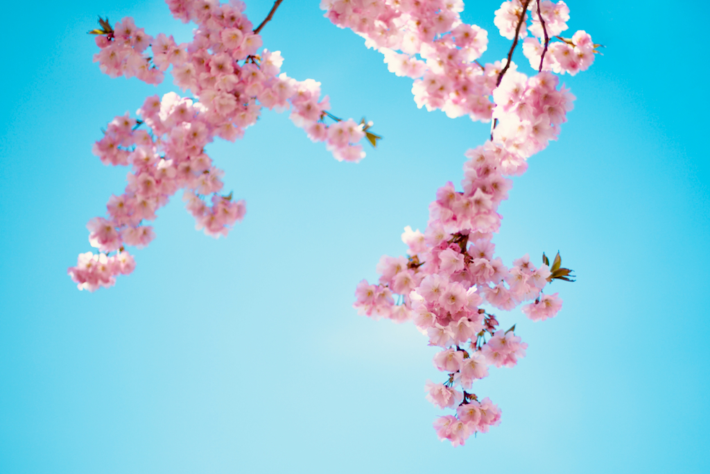 Close up of cherry tree flowers at Kungsträdgården, Stockholm, Sweden. Photo by Mihaela Limberea