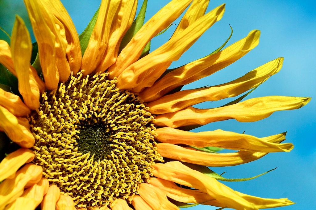 Close up of a sunflower against a sky background. Photo by Mihaela Limberea