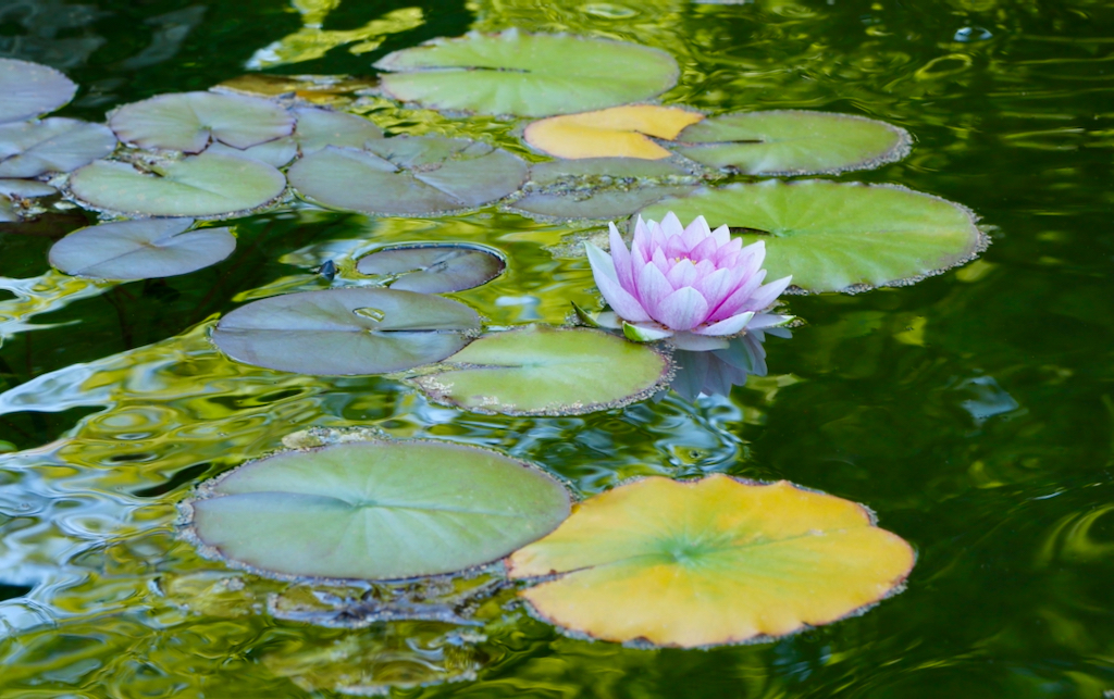 The Old Pond, with a close up of a pink water lily. Photo by Mihaela Limberea