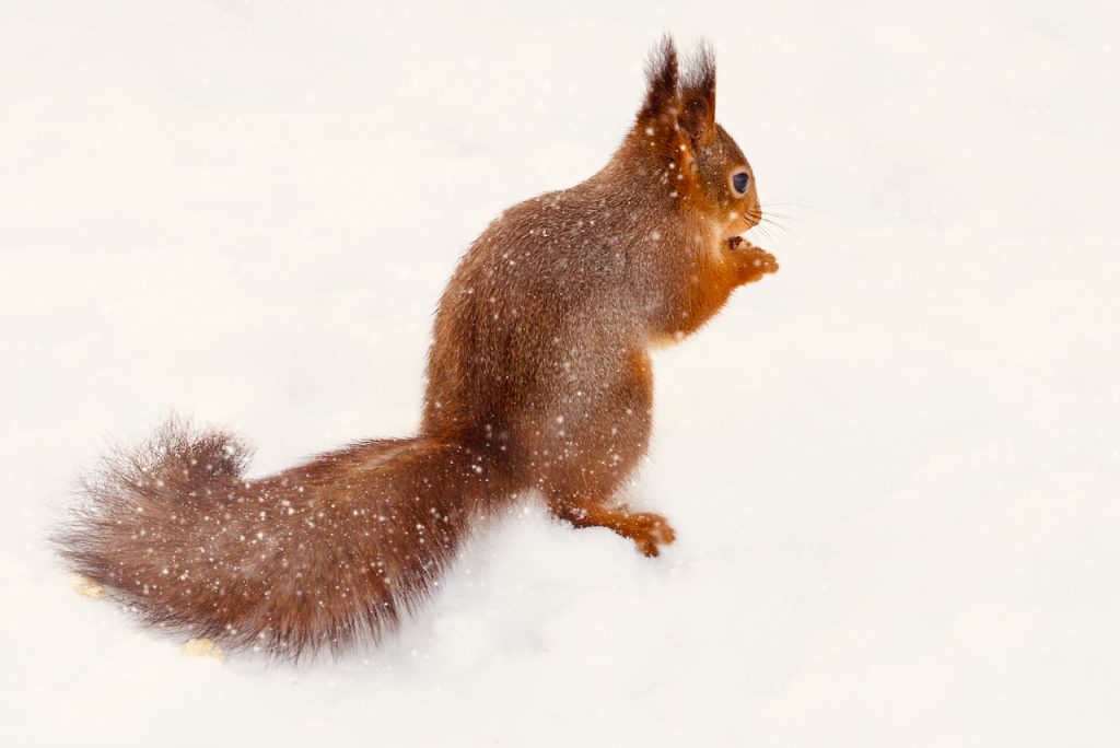 A red squirrel in the snow eating nuts