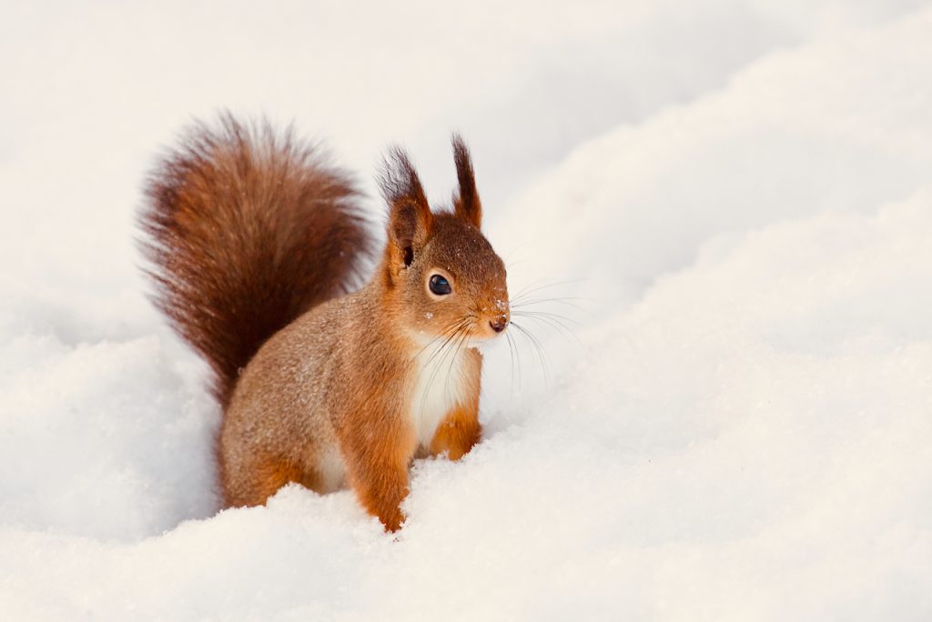 A red squirrel in the snow