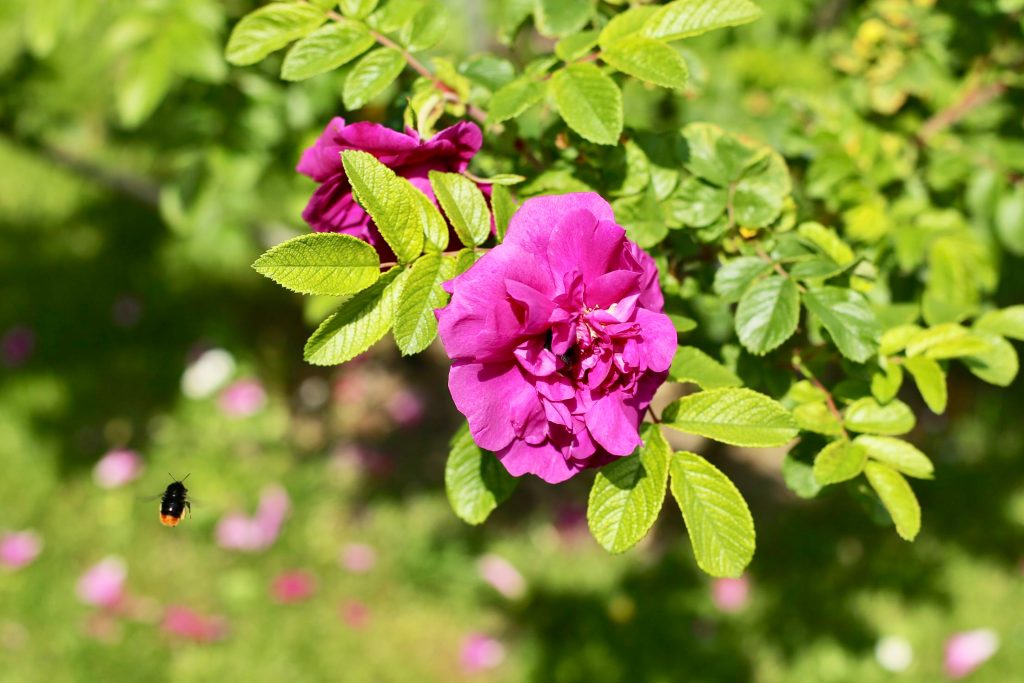 A bumblebee on its way to a dog rose bush