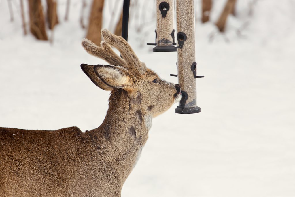 Roe deer eating seeds from a bird feeder