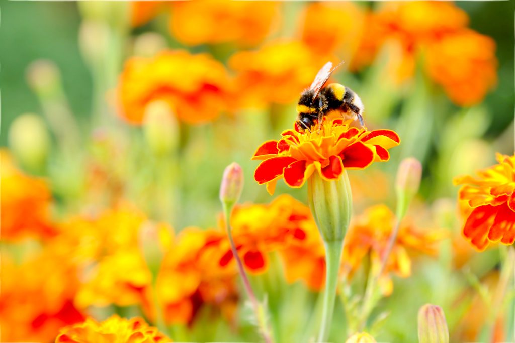 Bumblebee on Orange Marigold