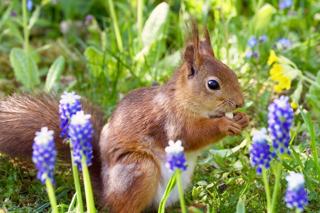 Red Squirrel Among Flowers