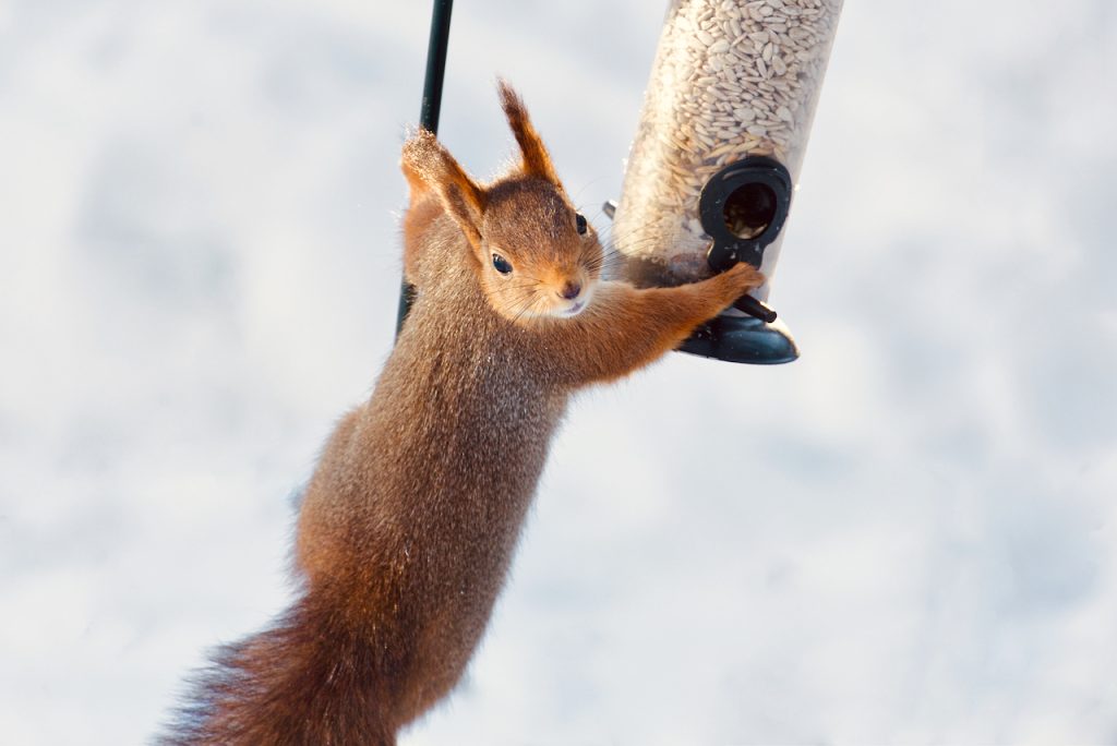 Squirrel on a bird feeder