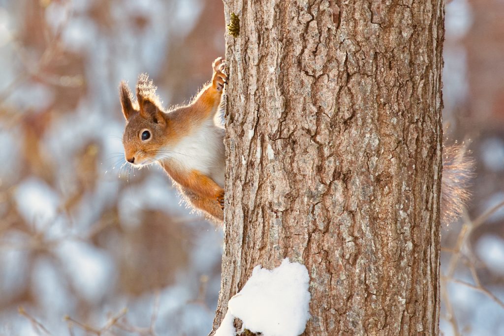 Red squirrel on the trunk of an oak tree