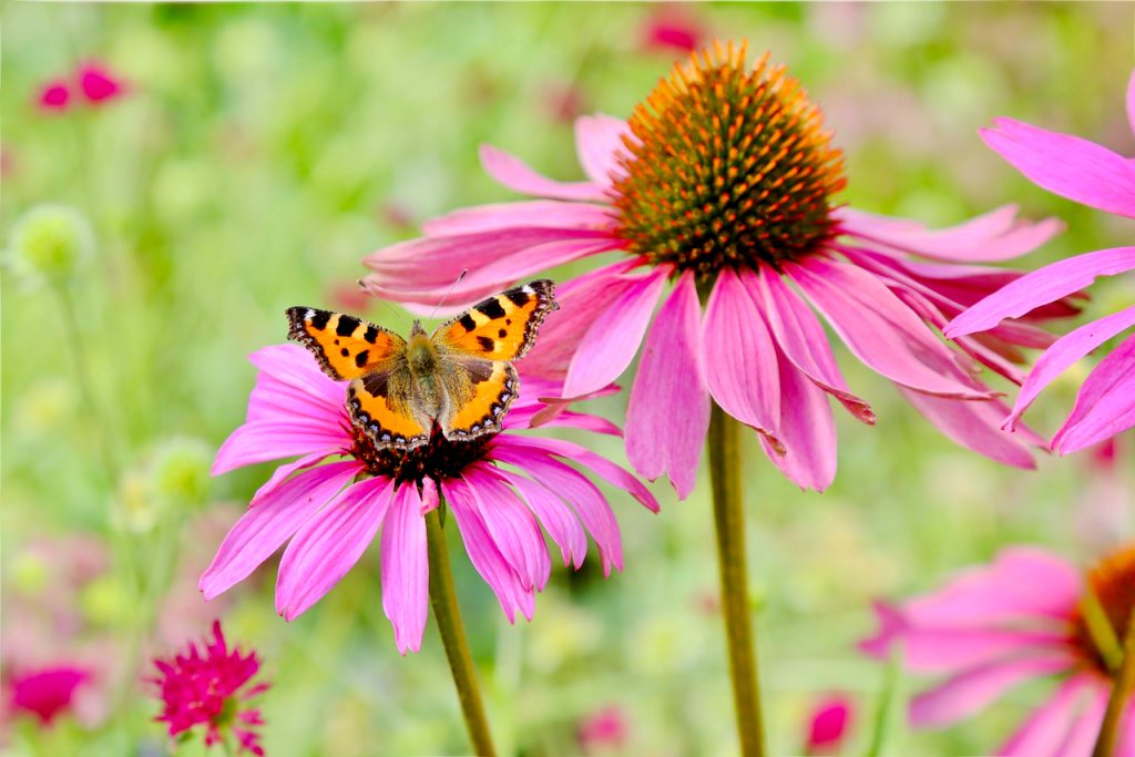 Small tortoiseshell butterfly on echinacea