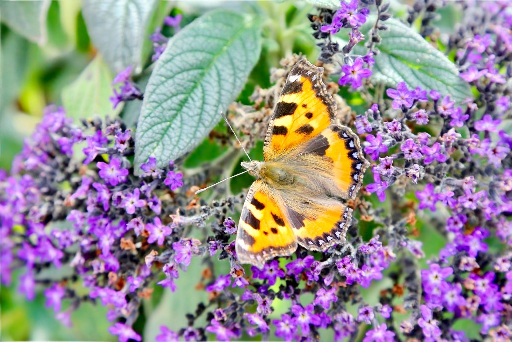 Small tortoiseshell butterfly (Aglais urticae) on heliotrope