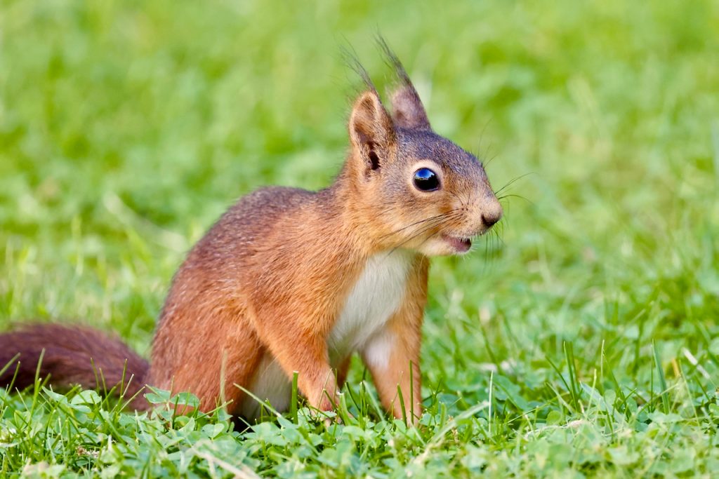 Red Squirrel (Sciurus vulgaris)