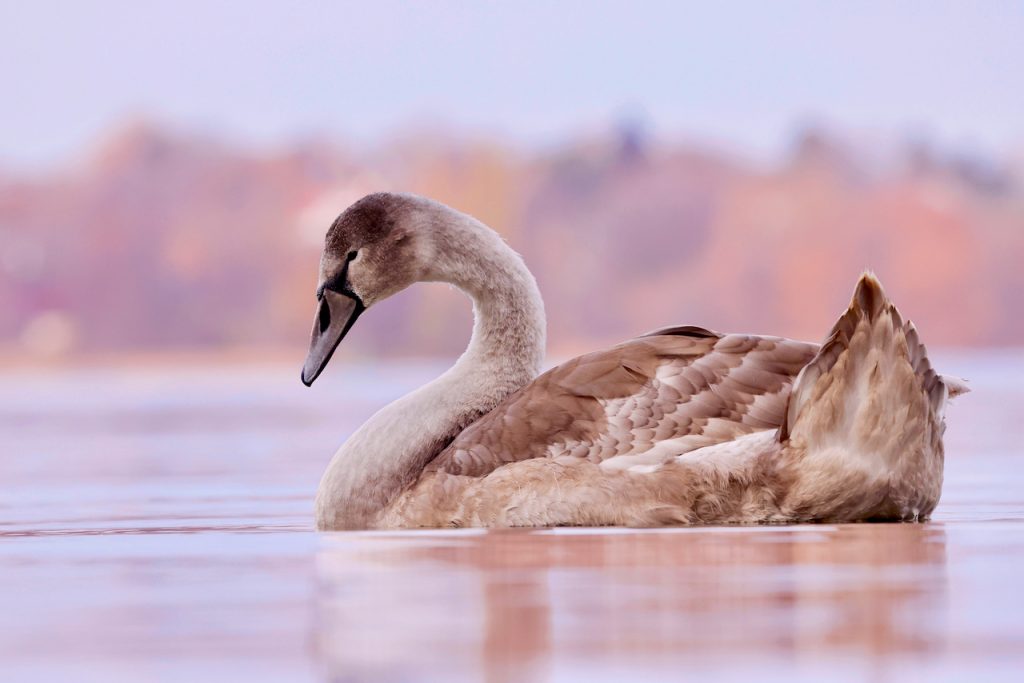 Mute swan cygnet (Cygnus olor)