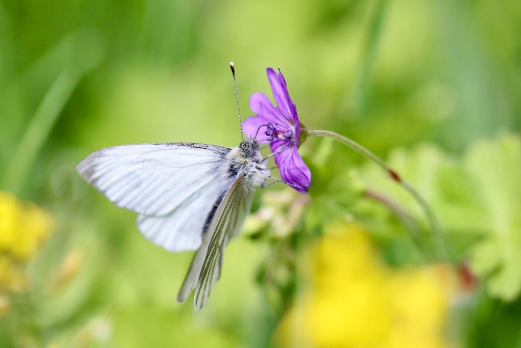 Macro photo of a black-veined white butterfly (Aporia crataegi)