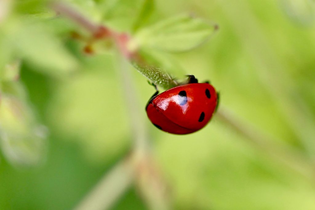 Macro photo of a ladybug