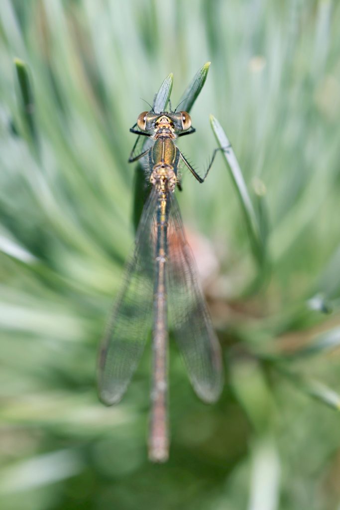 MAcro photo of a Western Willow Spreadwing (Chalcolestes viridis)