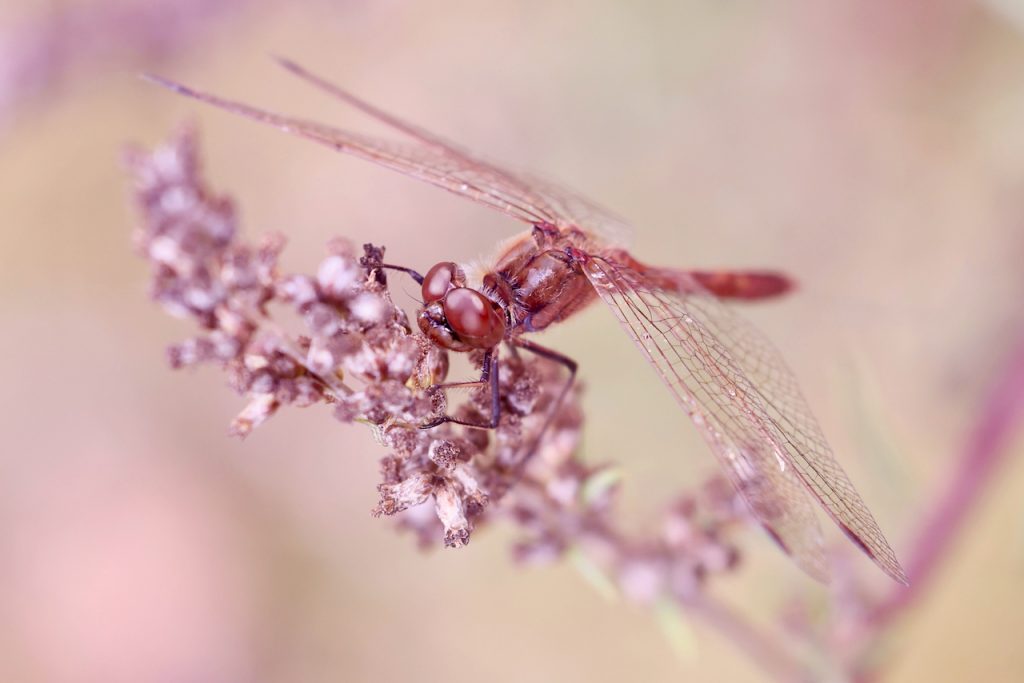 Macro photo of a moustached darter (Sympetrum vulgatum)