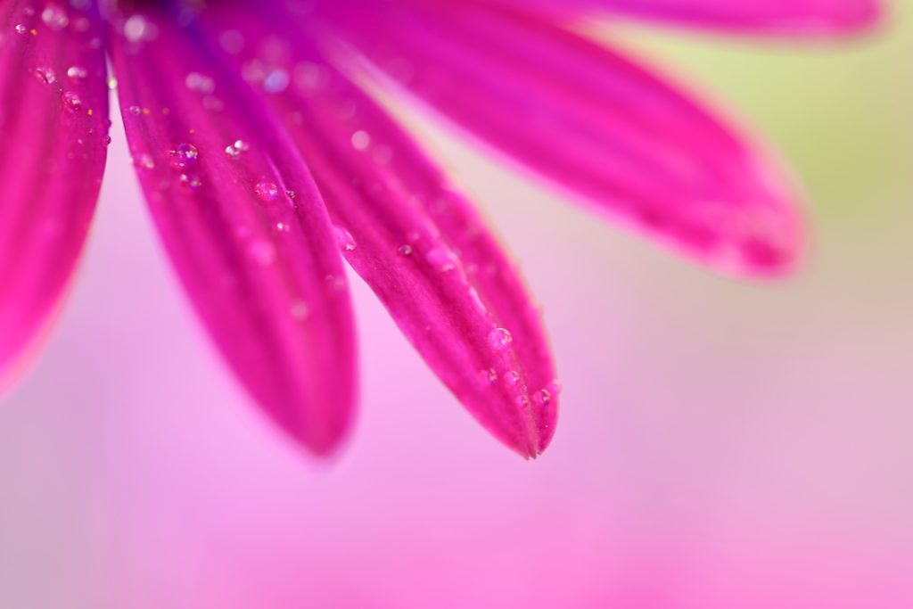 Macro photo of petals of pink African daisy (Osteospermum