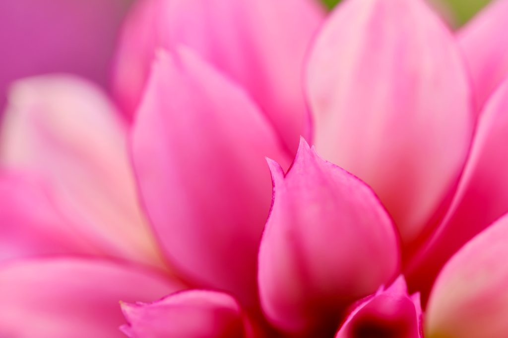 Macro photo of petals of a pink dahlia