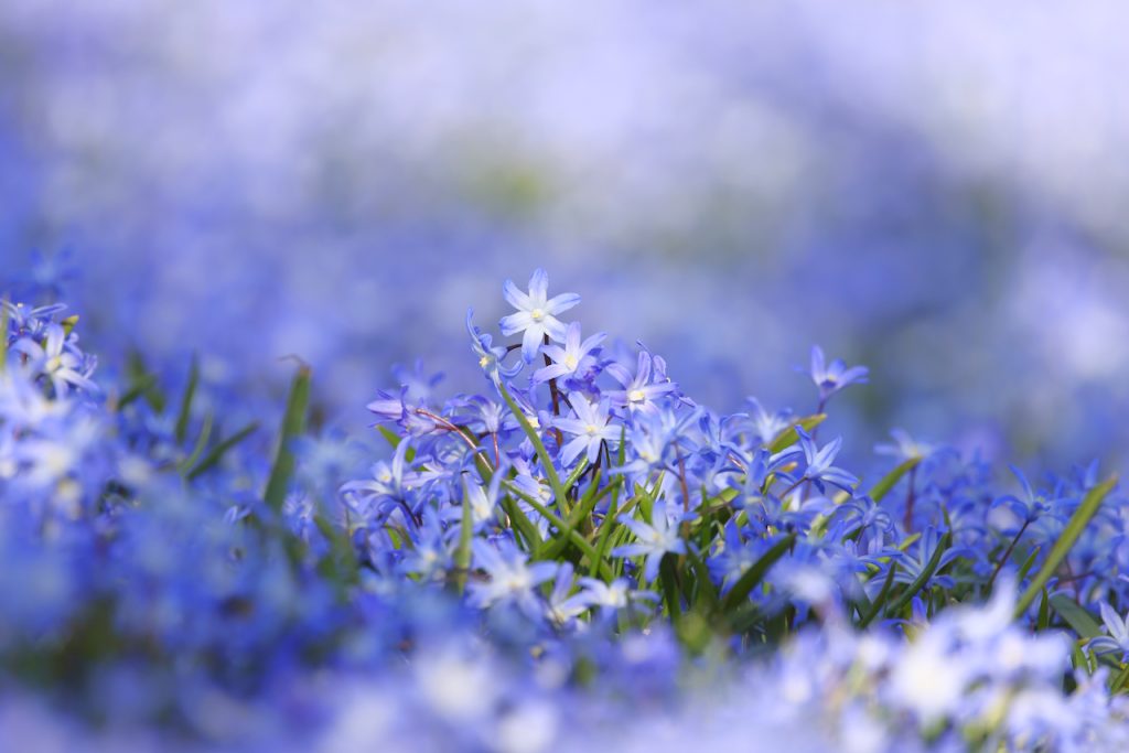 Low angle close-up of blooming glory of the snow