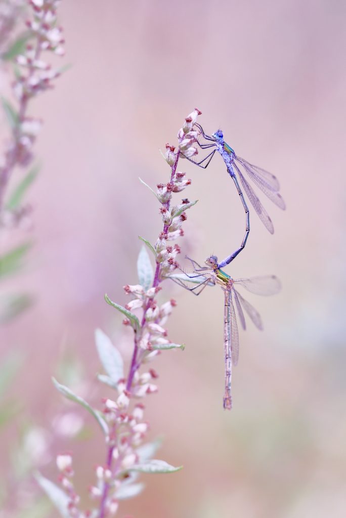 Macro photo of mating emerald damselflies (Lestes sponsa)