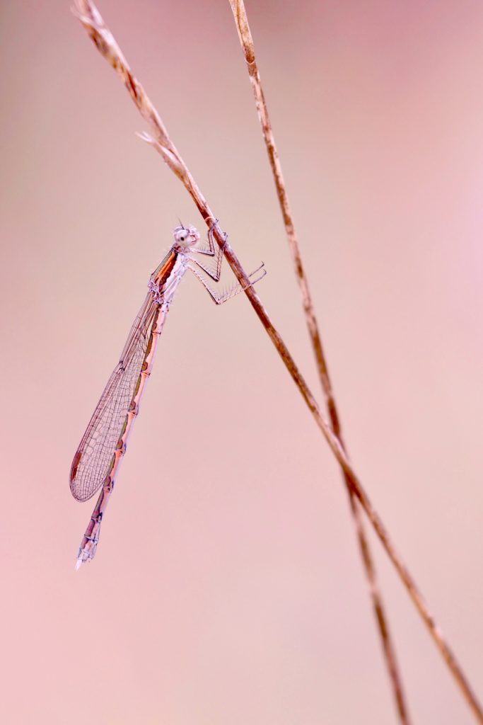 Macro photo of a common winter damselfly (Sympecma fusca)